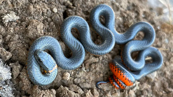 Looking for Snakes in Northern California ( Part I )