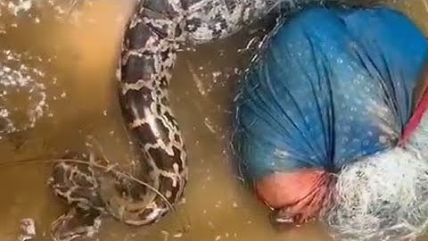 Python Rescue from Fishing Net | ARRS Wildlife Conservation