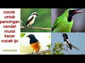 Suara Paling Ampuh Pancingan Burung Cendet Murai Kacer Cucak Ijo Mp3 - Mp4 Download