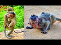 Pity small baby monkey ramina screming loudly need papa waki help