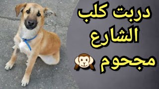 كلاب الشارع دكية جدا (المجحوم)   dressage chien bâtard intelligent