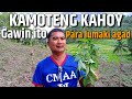 PAANO MAPABILIS ANG PAGLAKI NG KAMOTENG KAHOY (Mga dapat gawin) | D' Green Thumbp