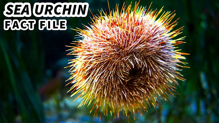 Discover the Secrets of Sea Urchins: Fascinating Facts and Behaviors