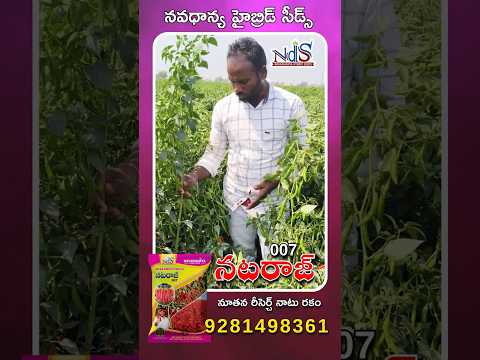 వైరస్ , నల్లి తెగుళ్లను తట్టుకునే నాటు మిరప రకం నటరాజ్ 007 #shorts