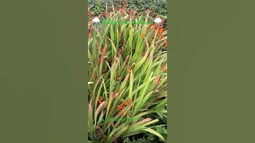 Sawan ka mahina ⛈️ #Sitar #Dr.Shantanu Sharma #sawan