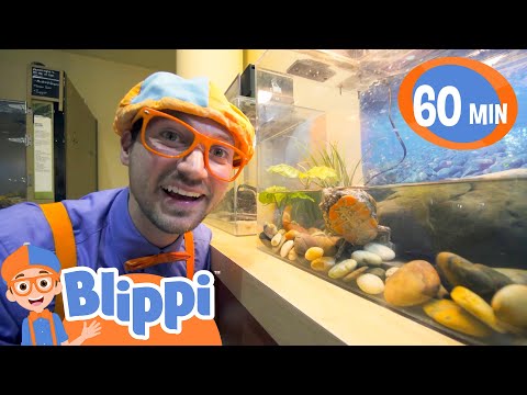 Blippi Visits the