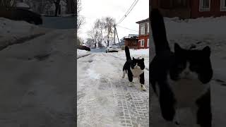 Деревенский котик