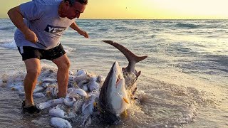 शार्क खुद आयी इस इन्सान के पास मदत मांगने , जब इंसानों ने बचायी जानवरों की जान|People Save animals