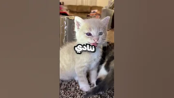 كيف بتنادي القطط 