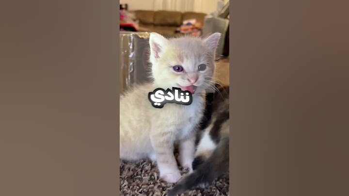 كيف بتنادي القطط 😂