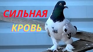 Черноголовый голубь! Вот что я от него получил!