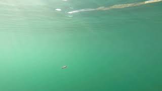 Mack's Lure | Cripplure™ | Underwater Action