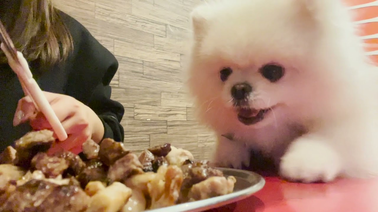【ポメラニアン】獅子丸と友達犬ショコラと、わんこOKの焼肉屋さんに行ってきました｜ポメラニアンの獅子丸