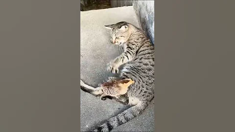 Video 11055131: laugh pets funny cat, cats funny pets animals, cat dog animals pets, hilarious cat funny pets, cat fails funny pets, cat pets cute animals