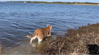 Marlin the Cat-Dog goes EXPLORING on a small desolate marsh ISLAND in the Sound with all the PUPS :) by Marlin the CAT-DOG - Caroline Jarvis Hopkins 14,865 views 2 years ago 8 minutes, 31 seconds