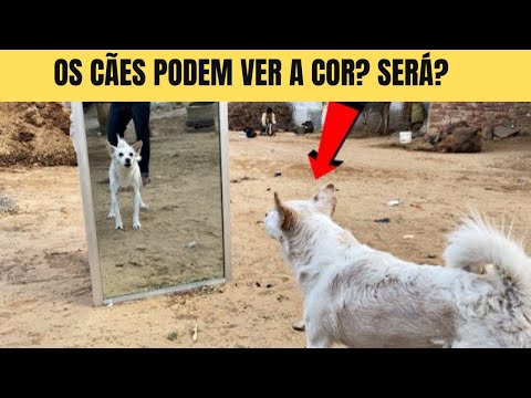 Vídeo: Cães podem ver cores?