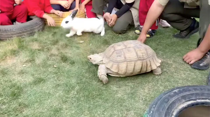 Tortoise outraces a hare, like in a fable - DayDayNews