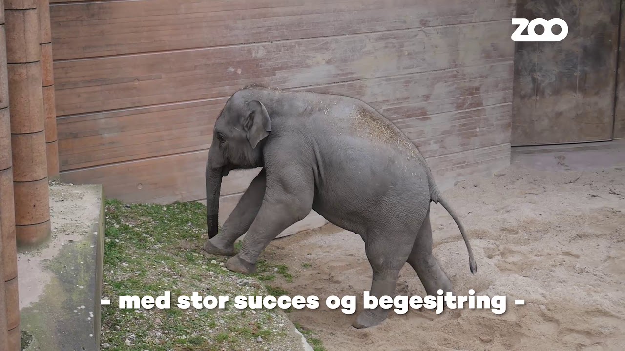 🐘 De nye elefanter udforsker det store udeanlæg 🐘 - YouTube