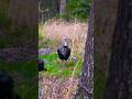 «Дичь появилась, прицел точный — индейка не уцелела. #turkey #hunting #shortvideo#wildlife