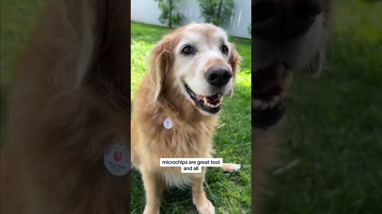 Smart id tag for pets: stay prepared & safe 