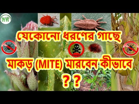 ভিডিও: মাকড়সার মাইটসের সেরা প্রতিকার