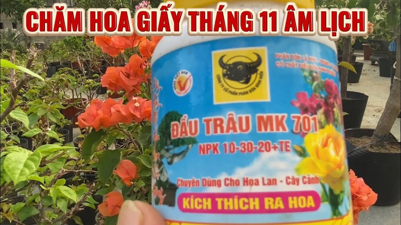 Chăm hoa giấy Tết đầu tháng 11 âm lịch 