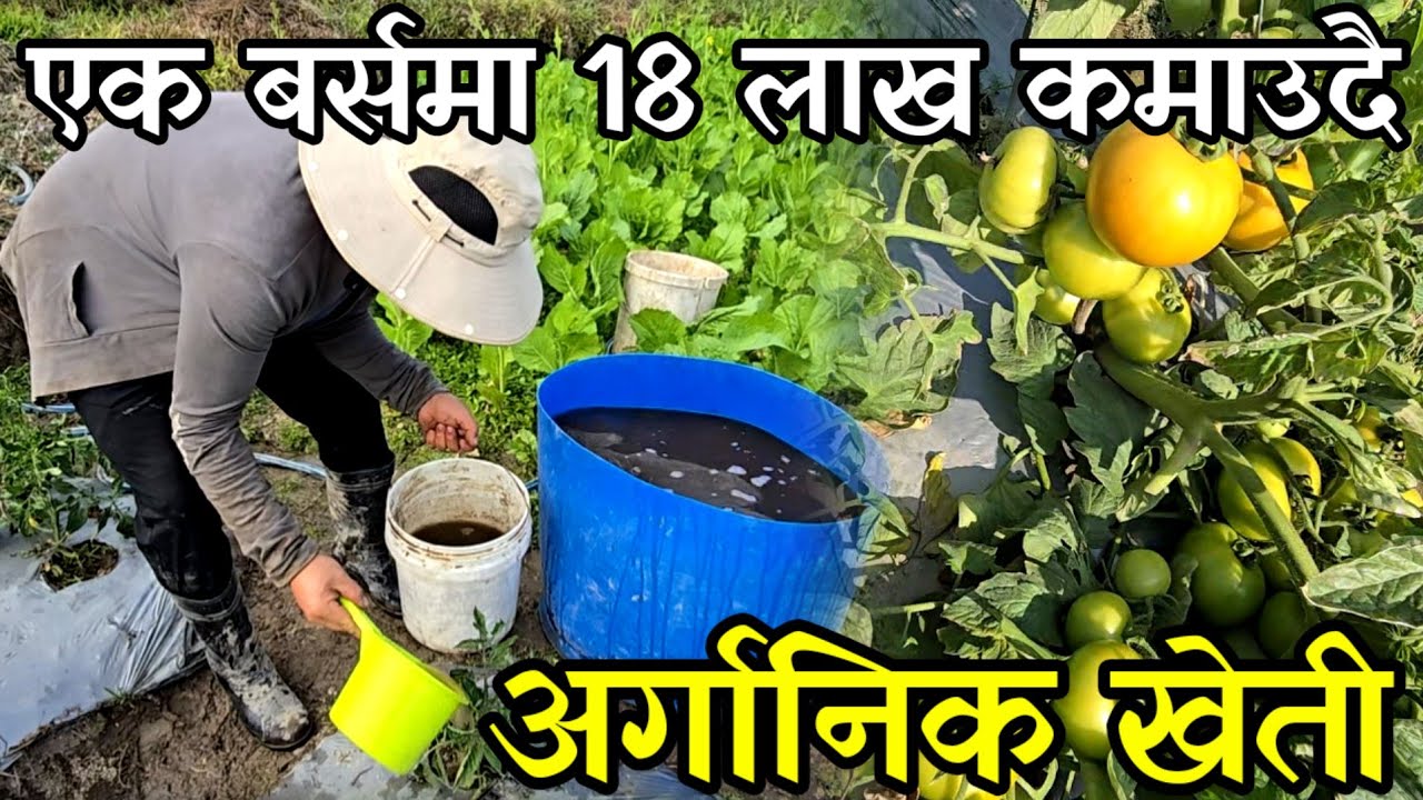 300 लोकल कुकुरा पालेर 3 लाख 50 हजार कमाउने बिनोद लाहुरे बन्न नसकेपछी तरकारी खेति organic farming