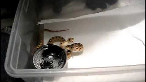 Pissed off gopher snake 1