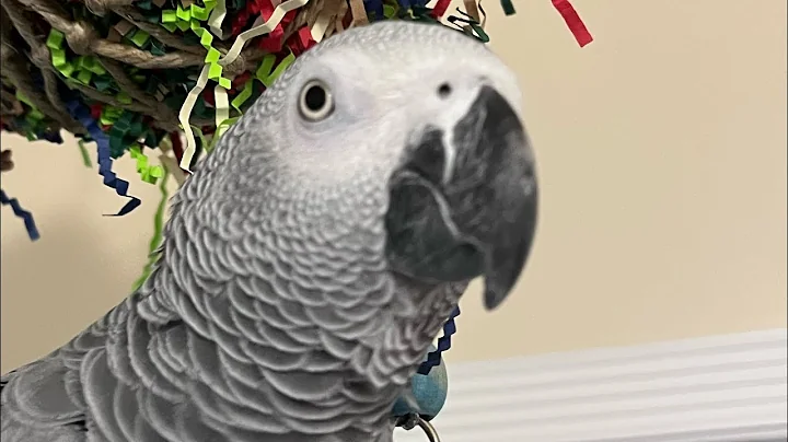 A few minutes with Symon the African Grey Talking Parrot❤️🦜#africangrey #talkingparot #birds #funny