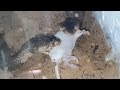 فيديو نادر جدا للكوبرا البخاخ Naja nubiae وهى تلتهم احد الفئران وحدوث سلوك غير متوقع