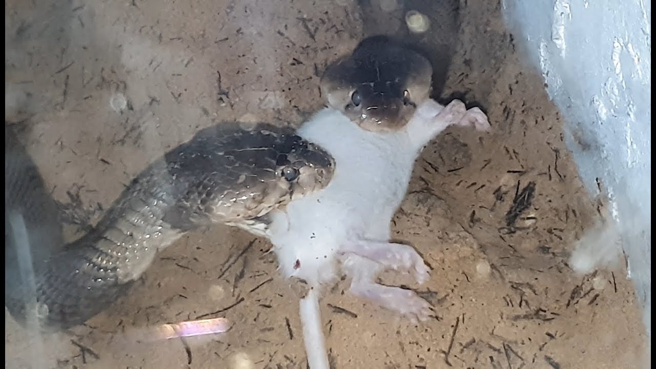 فيديو نادر جدا للكوبرا البخاخ Naja nubiae وهى تلتهم احد الفئران وحدوث سلوك غير متوقع