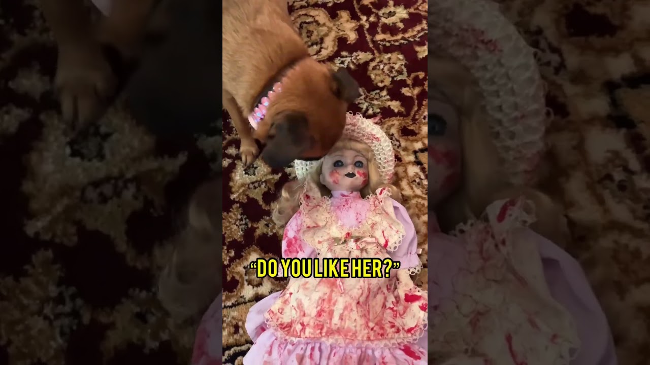 Мой щенок встречает моих КУКОЛ С ПРИЗРАКАМИ… 😳👻 