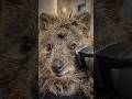 Quokka rocks the cutest wild mullet 😂🦘✂️ #FunnyAnimals #AIAnimals #Shorts
