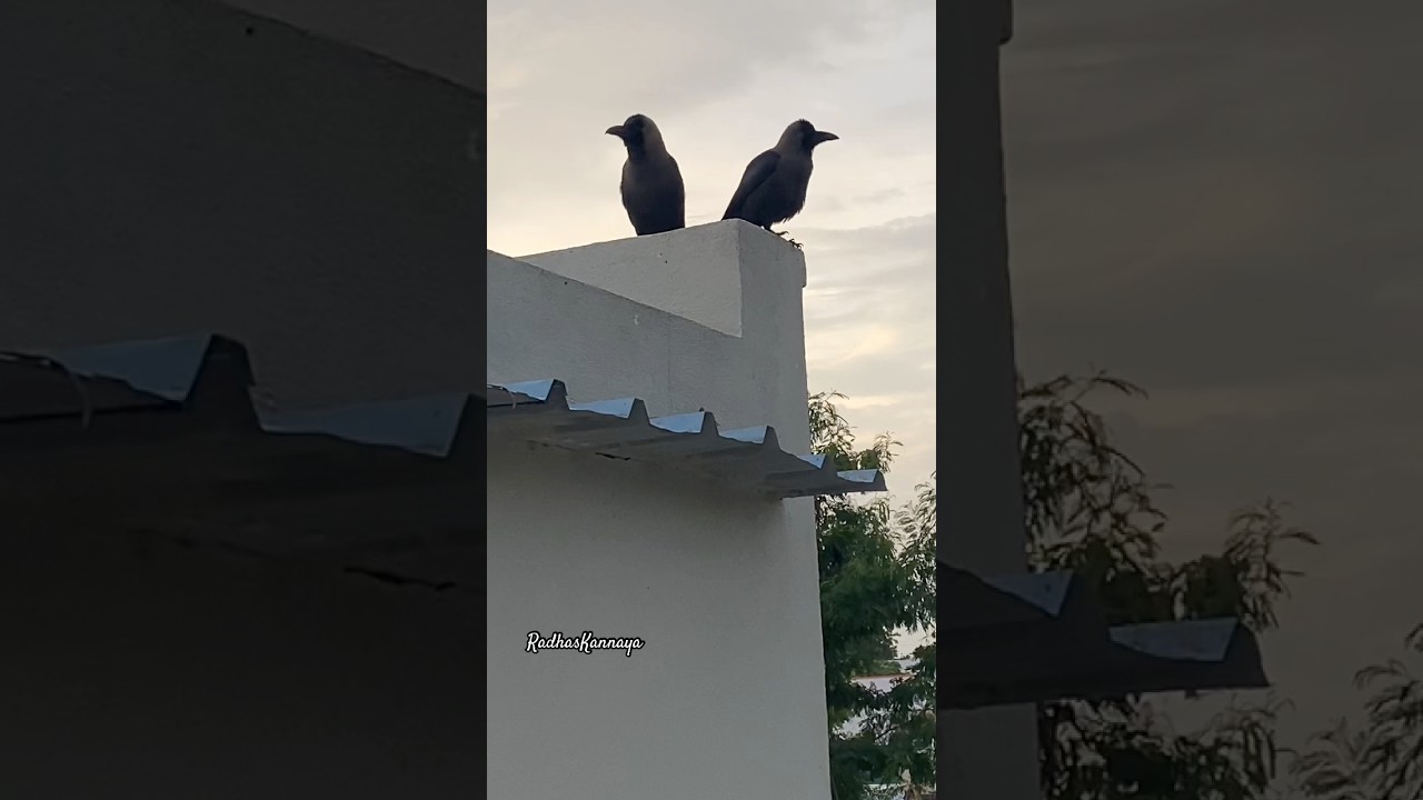 LoveBirds #crow #nature #birds #environment #bgm #music #trending