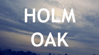 Holm Oak bonsai from seed. 1