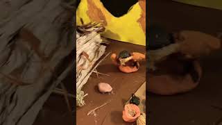 Native American Tribes Diorama Wealth