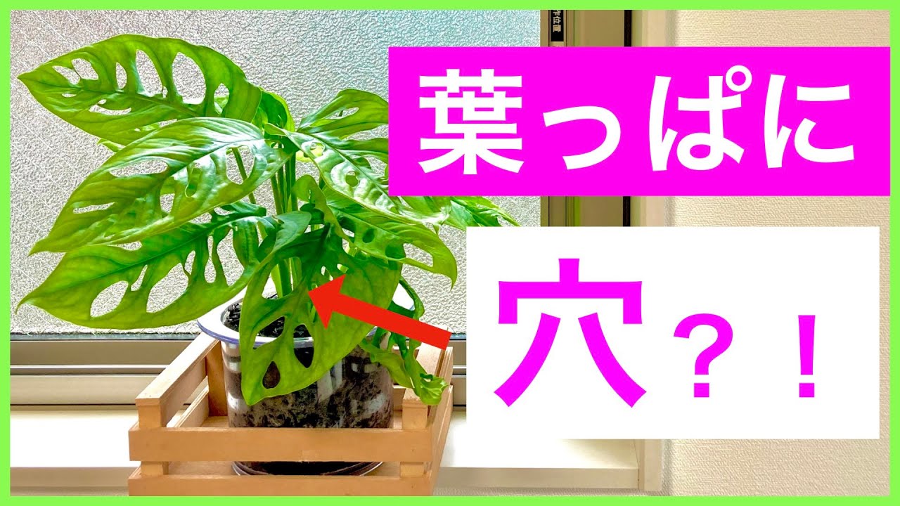 観葉植物 穴が魅力なんです マドカズラ Youtube