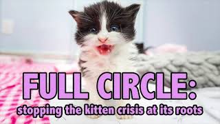 How to Save the MOST KittensUsing the Full Circle Strategy!