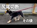 【保護犬】ストレスで自分の尻尾を噛みちぎった柴犬の成長記録
