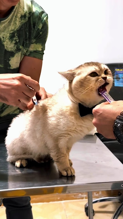 REAKSI KUCING BAWEL KETIKA DISUNTIK