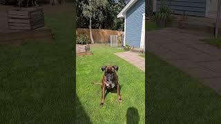 Catch It Boxer Sammie ??? boxerdog dogs funnydogs