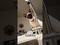 O gato mais intrometido do mundo #cat #gataexploradora #siames #shorts 