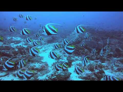 Leven Bank - Best Dive Spots in Zanzibar