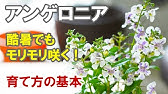 アゲラタムの育て方 花がら摘みと切り戻し 病害虫の予防の仕方 Youtube