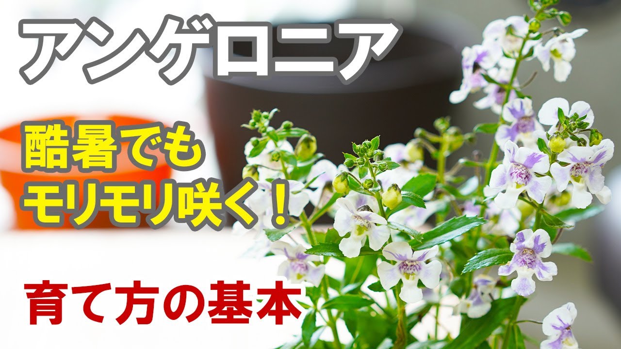 アンゲロニアの育て方 猛暑最強花壇苗 植え付けや剪定 真夏から晩秋まで咲き続ける Youtube