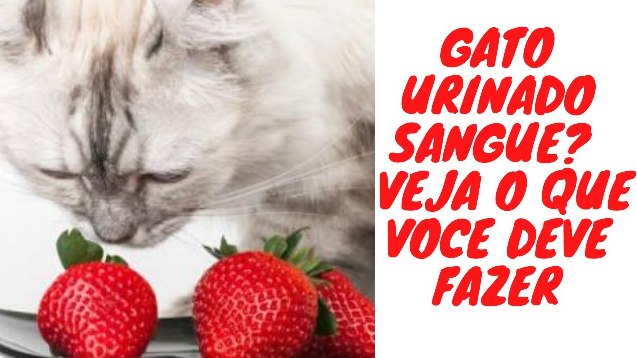 GATO URINANDO SANGUE O QUE VOCÊ DEVE FAZER QUAL TRATAMENTO? - YouTube