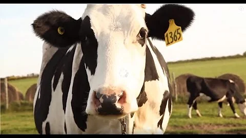 Where Does Milk Come From?