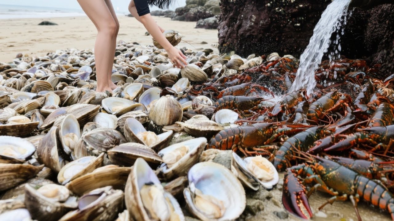 The Beach Is Full Of Clams, Xiao Zhang Picked Up A Lot Of Them, And There Were Even Big Lobsters
