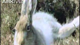 The Creggan White Hare