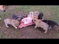 German Shepherd Mix Puppies - Raw Feeding on Venison Carcass